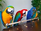 Papouci