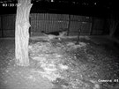 Bezpe�nostn� kamera zaznamenala postavu pohybuj�c� se v noci za plotem. Ta...