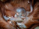 Svtlé zbarvení tém msíc starého orangutaního kluka stále kontrastuje s...