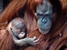 Orangutaní mlád narozené 17. listopadu 2020 je kluk, pohlaví se podailo díky...