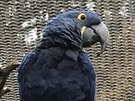 René, papouek ara hyacintový, se dokal ped nkolika dny partnerky.