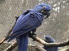 René, papouek ara hyacintový, se dokal ped nkolika dny partnerky.