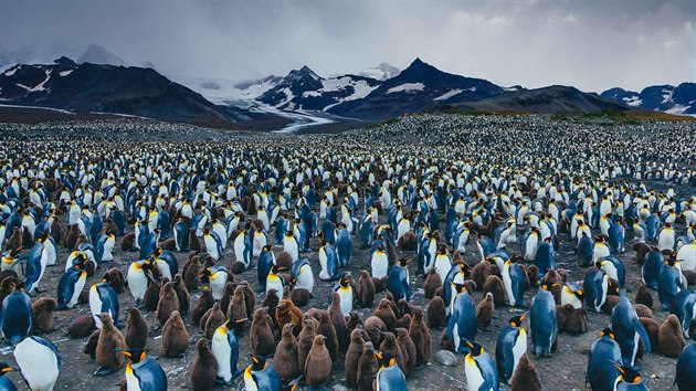 Kolonie tučňáků na ostrově Jižní Georgie v Atlantském oceánu.