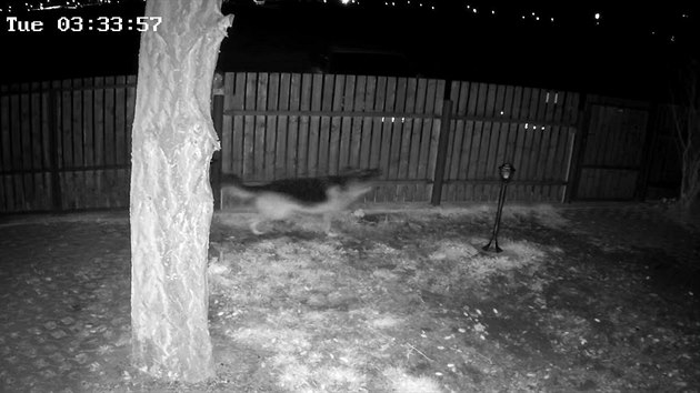 Bezpenostn kamera zaznamenala postavu pohybujc se v noci za plotem. Ta dokzala hldacho psa pilkat a nakonec odvst. (8. prosince 2020)
