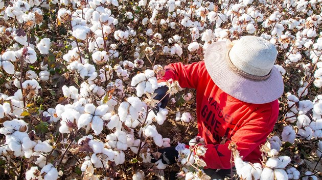 Velká část bavlny pěstované v čínském Sin-ťiangu se stále musí sbírat ručně. (9. října 2020)