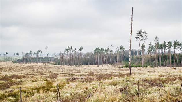 Z jehlinatch les v okol Daic zbylo na mnoha mstech u jen nkolik borovic. I do nich se ale v letonm roce pustil hladov krovec. (rok 2020)