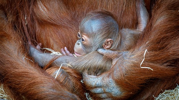 Světlé zbarvení téměř měsíc starého orangutaního kluka stále kontrastuje s výrazně zrzavou srstí mámy Mawar.