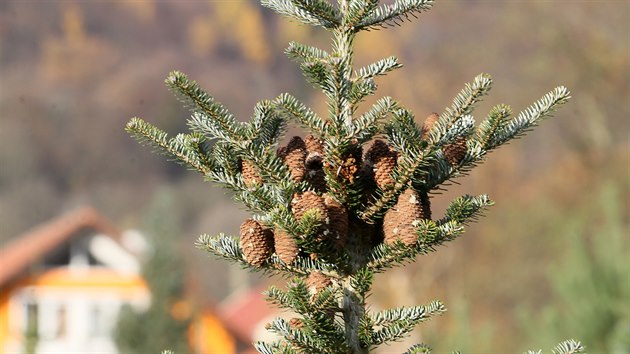 Borovice do po�adovan� v��ky roste sedm let, smrk dev�t a jedle dokonce jeden�ct let.