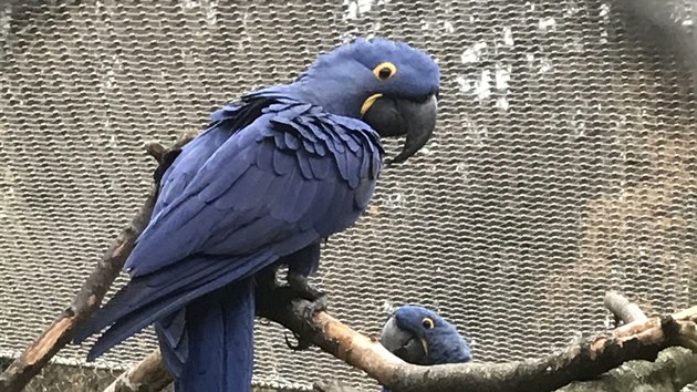 René, papoušek ara hyacintový, se dočkal před několika dny partnerky.