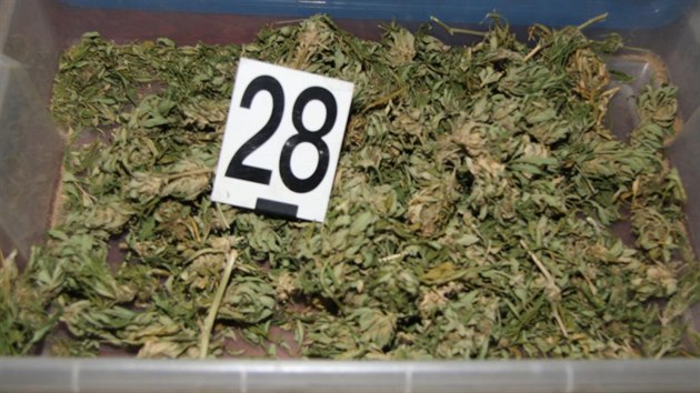 Muž si zřídil indoor pěstírnu konopí v bytě, v němž bydlel se svou matkou. Při domovní prohlídce v něm kriminalisté našli bezmála devět kilogramů marihuany.