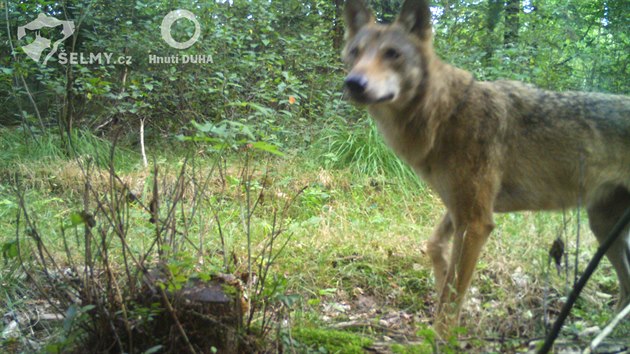 Z�b�ry po��zen� fotopast� na Fr�dlantsku