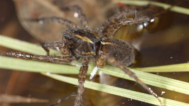 V lokalitě Kozmických ptačích luk na Opavsku našli vzácného pavouka z druhu slíďáků.