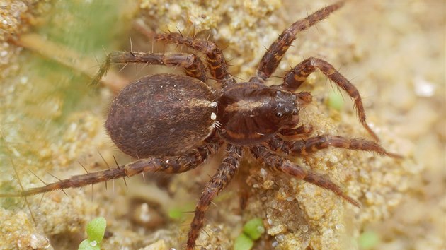 V lokalitě Kozmických ptačích luk na Opavsku našli vzácného pavouka z druhu slíďáků.