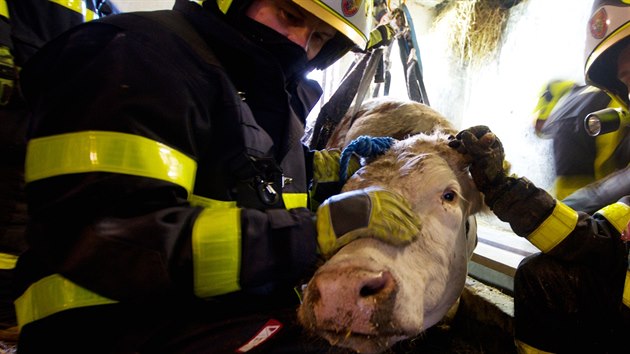 Hasiči zachraňovali krávu z třímetrové jímky v ostravské Nové Bělé.