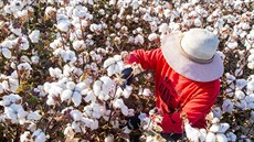 Velká část bavlny pěstované v čínském Sin-ťiangu se stále musí sbírat ručně.... | na serveru Lidovky.cz | aktuální zprávy