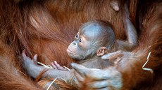 Orangutaní kluk 17. prosince oslaví první m�síc �ivota a �tená�i iDNES.cz mu...