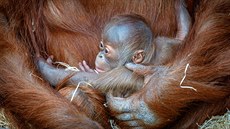 Orangutaní samika Diri v praské zoo