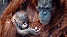 Orangutaní mládě narozené 17. listopadu 2020 je kluk, pohlaví se podařilo díky...