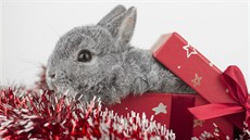 I králík pot�ebuje svoje. Pé�e o n�j obná�í mj. speciální krmivo, �astou vým�nu...