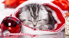 U ko�átka musíte hlídat nejen vhodné krmení, ale i o�kování a pravidelné...