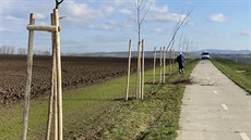 �est let po vykácení ovocných strom� silni�á�i vysadili 155 nových stromk�.