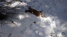 Vlkem zabitá liška v Jizerských horách.