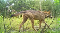Vlk zachycený fotopastí v Jizerských horách