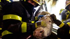 Hasii zachraovali krávu z tímetrové jímky v ostravské Nové Blé.