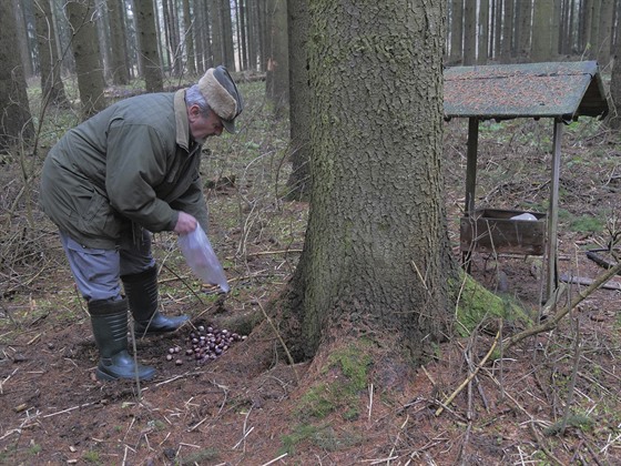 Osmasedmdesátiletý Oldřich Sedlář vyrazil i letos o Vánocích do lesa, aby...