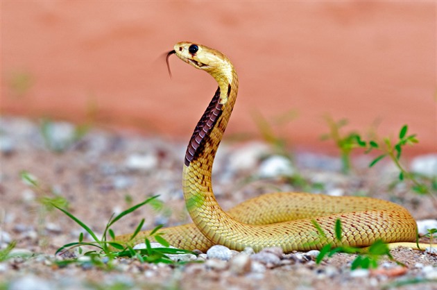 Chovatele z Teplicka uštkl nejjedovatější had na světě, muž bojuje o život