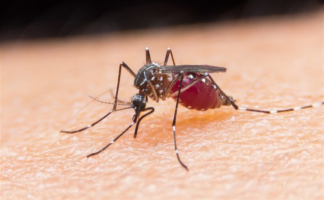 Nové varování. Komáři jsou díky počasí mimořádně aktivní, létají i v dešti