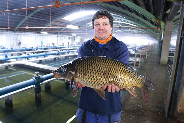 Jan Mika u sedm let chová v sádkách bývalého areálu plzeské vodárny ryby....