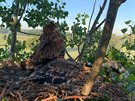 Dv leton mlata orla krlovskho ornitologov vyfotili pot, co jim...