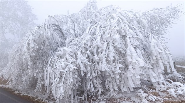 Větve stromů v části Rýmařovska pokryla silná vrstva námrazy a ledu. (20. prosince 2020).