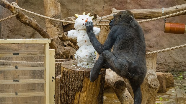 Spolu se snhem pili do Zoo Praha za gorilami po pauze vynucen pandemi covidu opt nvtvnci. (3. 12. 2020)