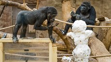 Gorilí mláďata sníh vždycky zajímá a na sněhulákovi lze navíc najít i něco...