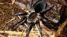 Tarantule Haplopelma albostriatum