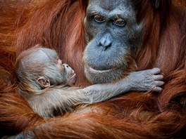Sameek orangutana sumaterského Pustakawan, zkrácen Kawi, ve vku dvou dn.