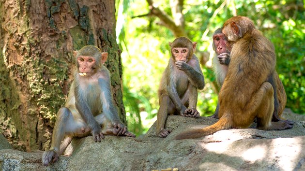 Jsou chytří, patřičně odrzlí a velmi přizpůsobiví. A expandují. Floridský stát proto musí řešit, co s makaky, kteří tam vůbec nemají být, a nebýt podnikatelských imperativů, také by tam nebyli.