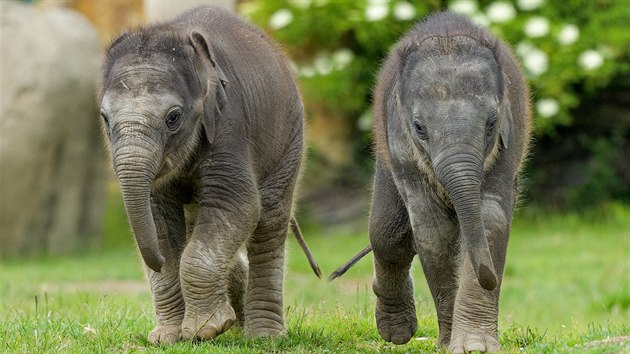 Pražské sloní „princezny“ na snímku z konce května. Vlevo ani ne třítýdenní Amalee, vpravo dvouměsíční Lakuna.