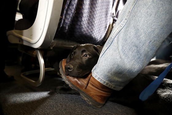 Asistenní pes Orlando letí se svým pánem na palub letadla spolenosti...
