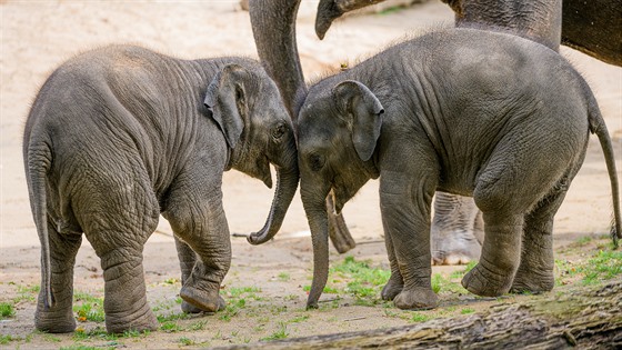 Sloní sleny narozené na jae 2020. Starí dostala jméno Lakuna, v sinháltin Znamení. V hlasování chovatel o jméno pro tu mladí vyhrála Amalee.