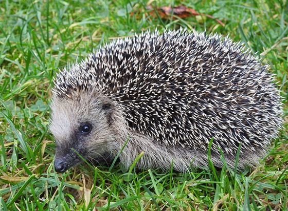 Je�ek západní. V �eské p�írod� se vyskytuje o n�co �ast�ji ne� jeho východní...