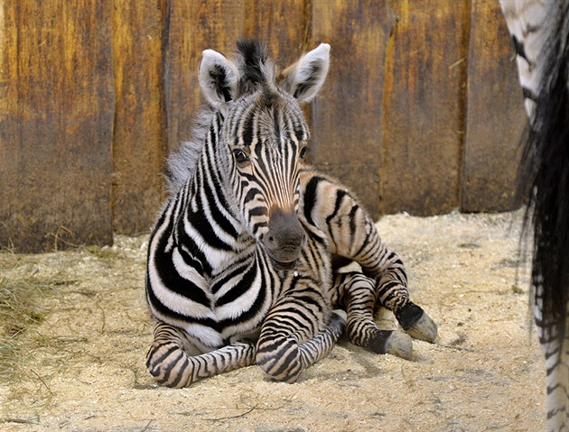 Nový pírstek v liberecké zoo.