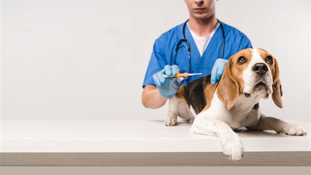 Najít psa je problém, čipy nepomáhají. Centrální evidence stále neexistuje