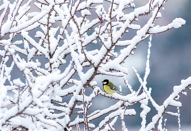 Mrazivá noc přinesla až -25 °C. Sníh se udrží i v dalších dnech