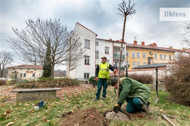 Sázení nových strom pokraovalo v Jihlav a do konce roku.