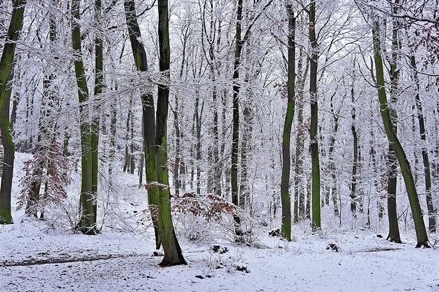 Bílé stromy v Kunratickém lese - jako na horách