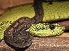 Dosp�l� zmije Nitscheiova je zelen�, zat�mco ml�d� m� hn�d� zbarven� a �lut�...