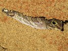 S gekoníkem východoafrickým se lze v chovech setkat málokdy, protoe jde o...